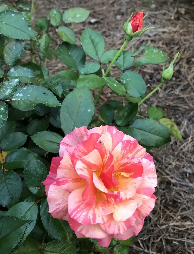 Фото Rosa 'WEKcifrabaun' (Rosa 'WEKcifrabaun's)