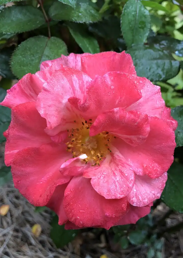 Фото Rosa 'WEKcifrabaun' - Flower:Susan Broderick