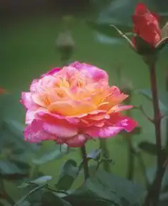 Фото Rosa 'WEKdykstra' (Rosa 'WEKdykstra's)