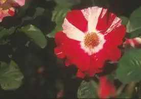 Photo of Rosa 'WEKroalt' (Rosa 'WEKroalt's)