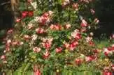Photo of Rosa 'WEKroalt' (Rosa 'WEKroalt's)