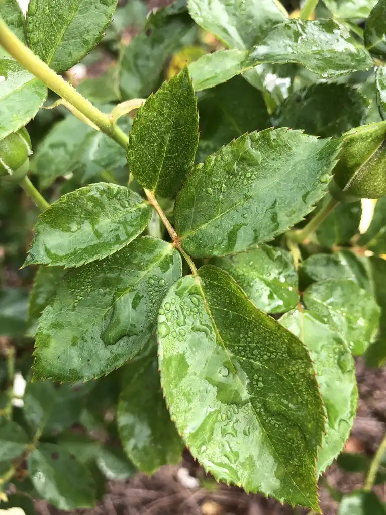Фото Rosa 'WEKvossutono' (Rosa 'WEKvossutono's)