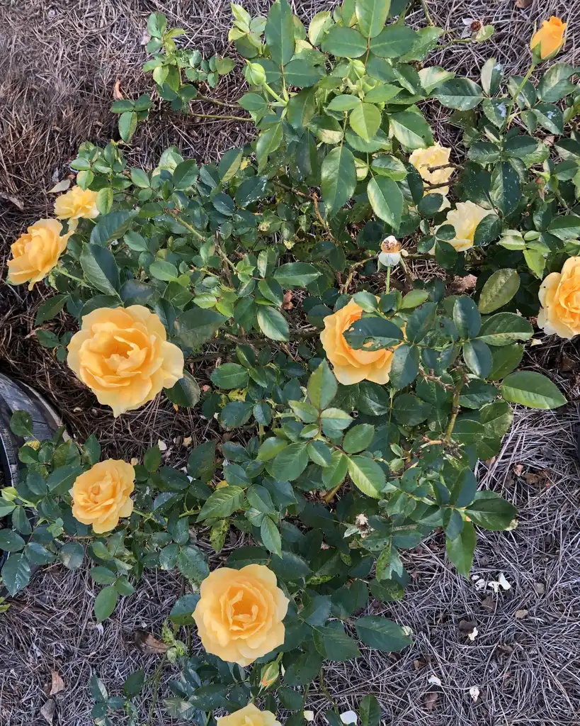 Фото Rosa 'WEKvossutono' (Rosa 'WEKvossutono's)