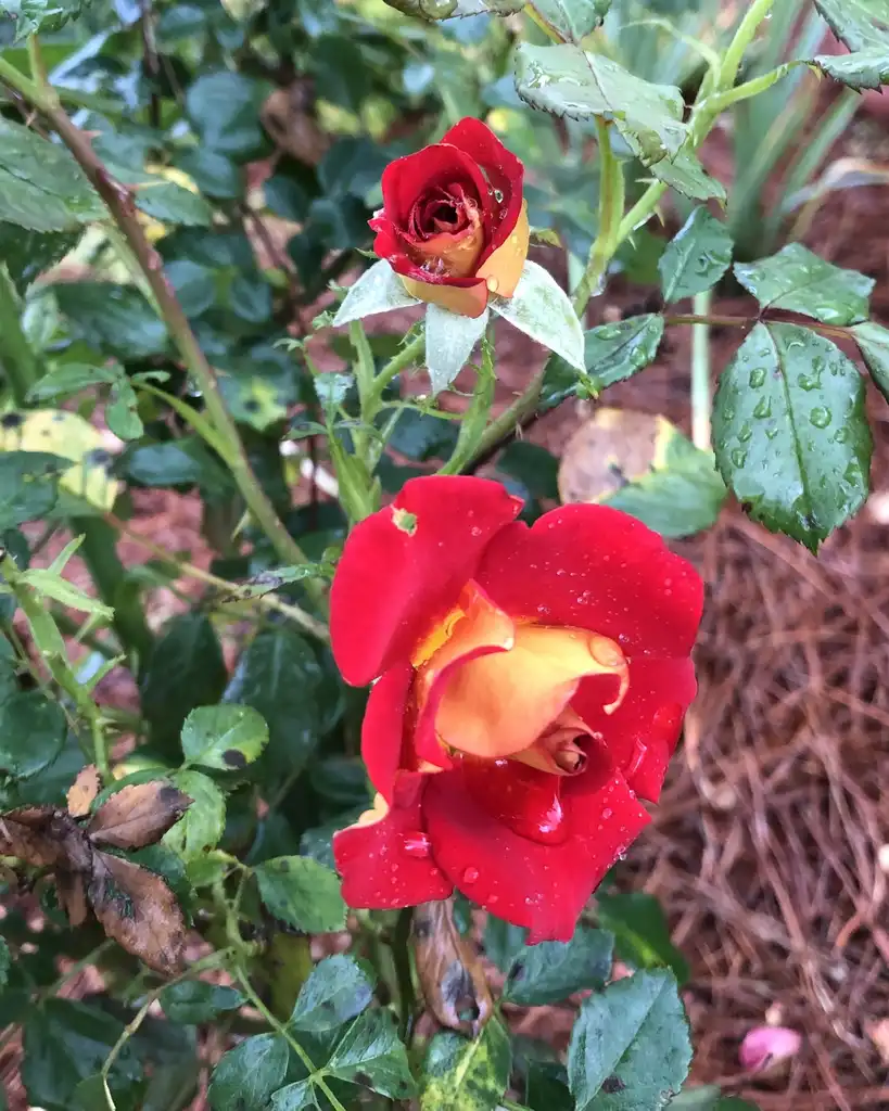 Photo of Rosa 'WEKzazette' (Rosa 'WEKzazette's)