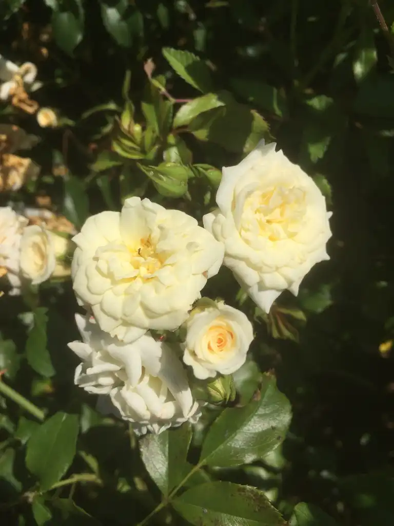 Foto de Rosa 'WEOpop' (Rosa 'WEOpop's)
