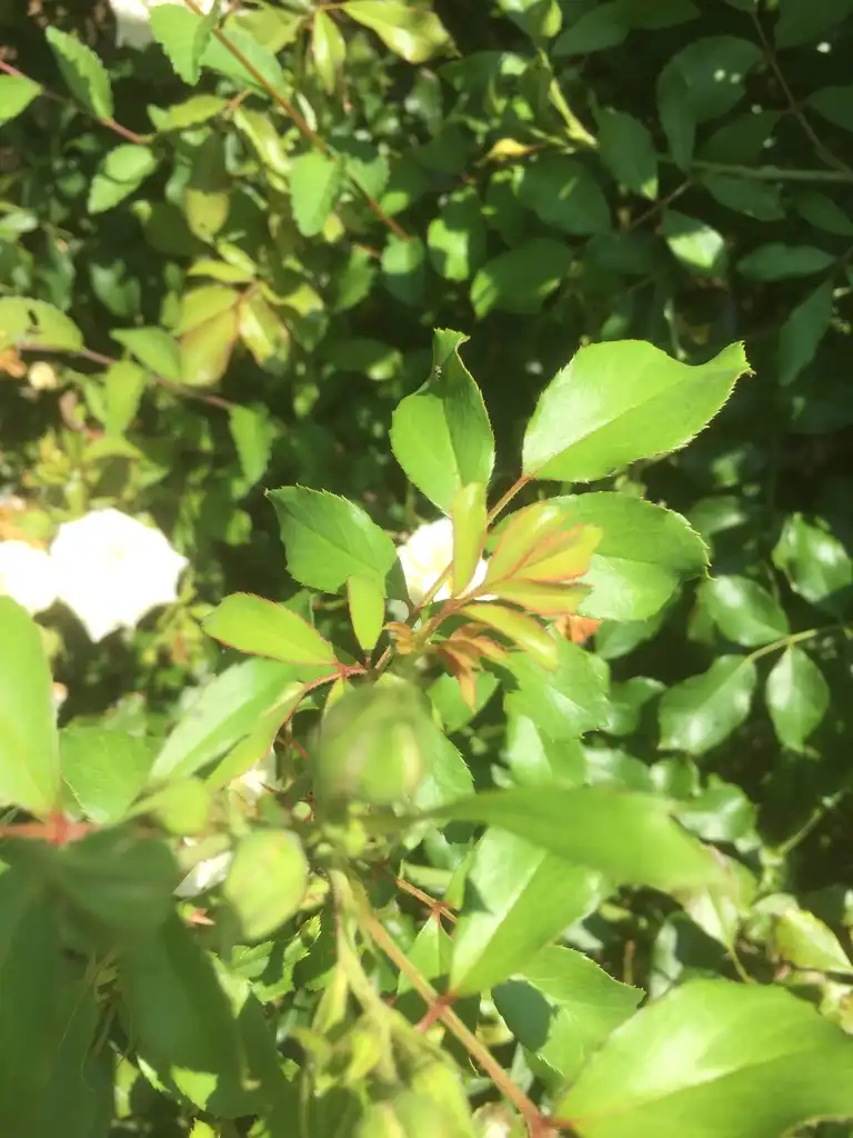 Foto de Rosa 'WEOpop' (Rosa 'WEOpop's)