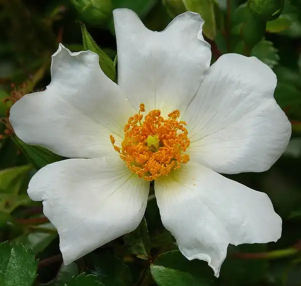 Photo of Rosa wichuraiana (Rosa wichuraianas)