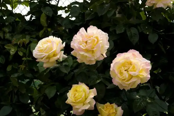 Photo of Rosa wichuraiana (Rosa wichuraianas)