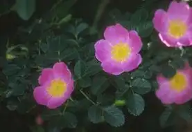 Фото Rosa x centifolia (Rosa x centifolias)