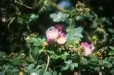 Фото Rosa x centifolia (Rosa x centifolias)