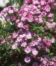 Photo of Rosa 'Yesterday' (Rosa 'Yesterday's)