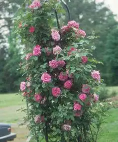 Photo of Rosa 'Zephirine Drouhin' (Rosa 'Zephirine Drouhin's)