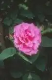 Photo of Rosa 'Zephirine Drouhin' (Rosa 'Zephirine Drouhin's)