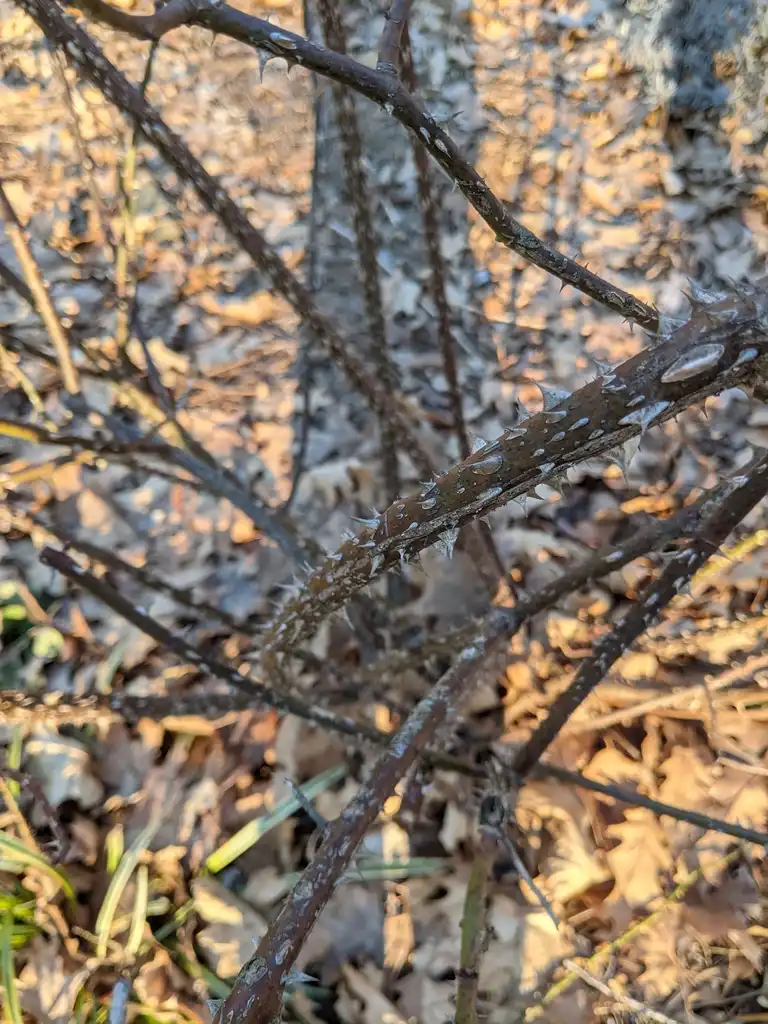 Фото Rosa - 'Tess of the d'Urbervilles' Stems (Cabarrus County, NC)-Late Winter:Hope Duckworth