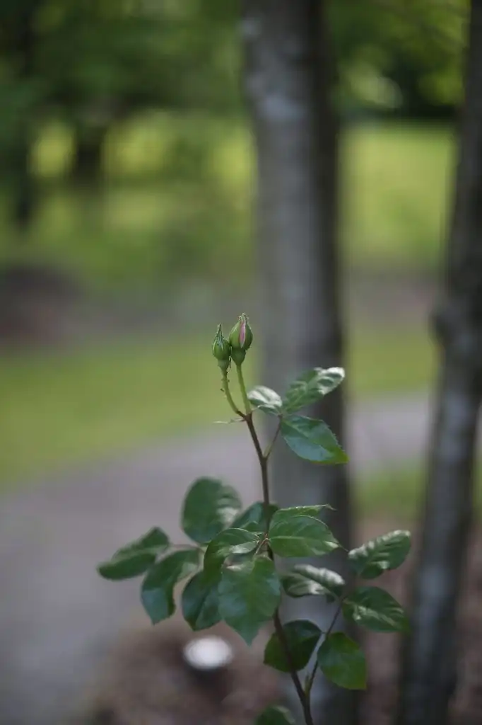 Фото Rosa - 'The Generous Gardener' Buds (Cabarrus County,NC):Hope Duckworth