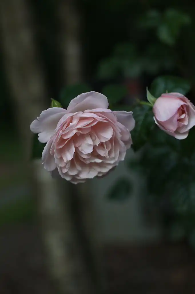 Фото Rosa - 'The Generous Gardener' Flower (Cabarrus County,NC):Hope Duckworth