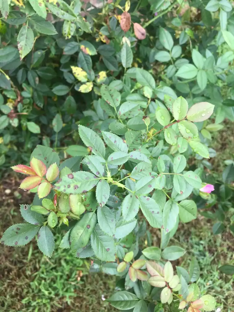 Фото Rosa - Newer leaves are red; some leaves have spots on them:Emily's Gardening by Design
