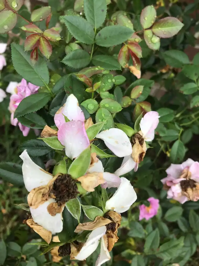Фото Rosa - Buds after bloom (with petals falling off):Emily's Gardening by Design