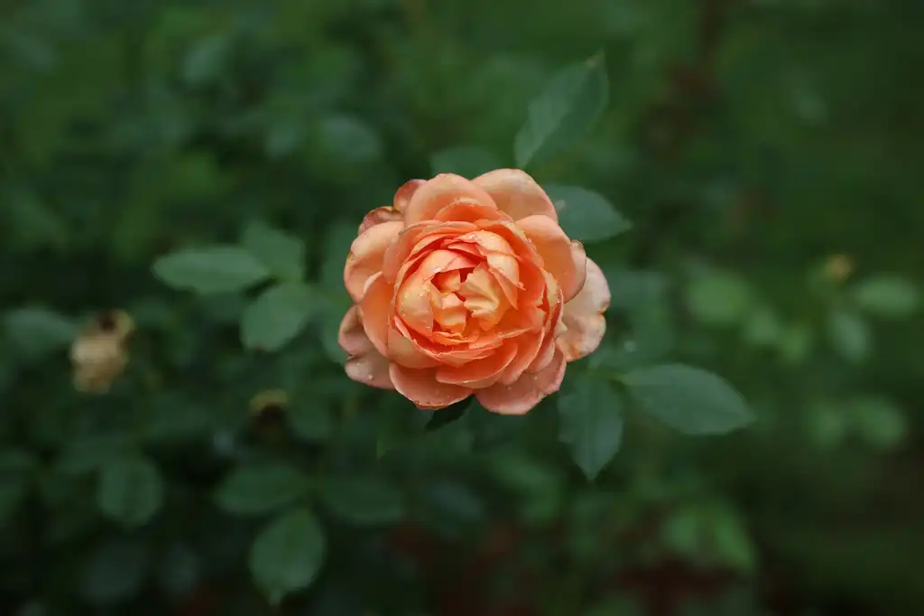 Фото Rosa - Bloom (Cabarrus County,NC):Hope Duckworth