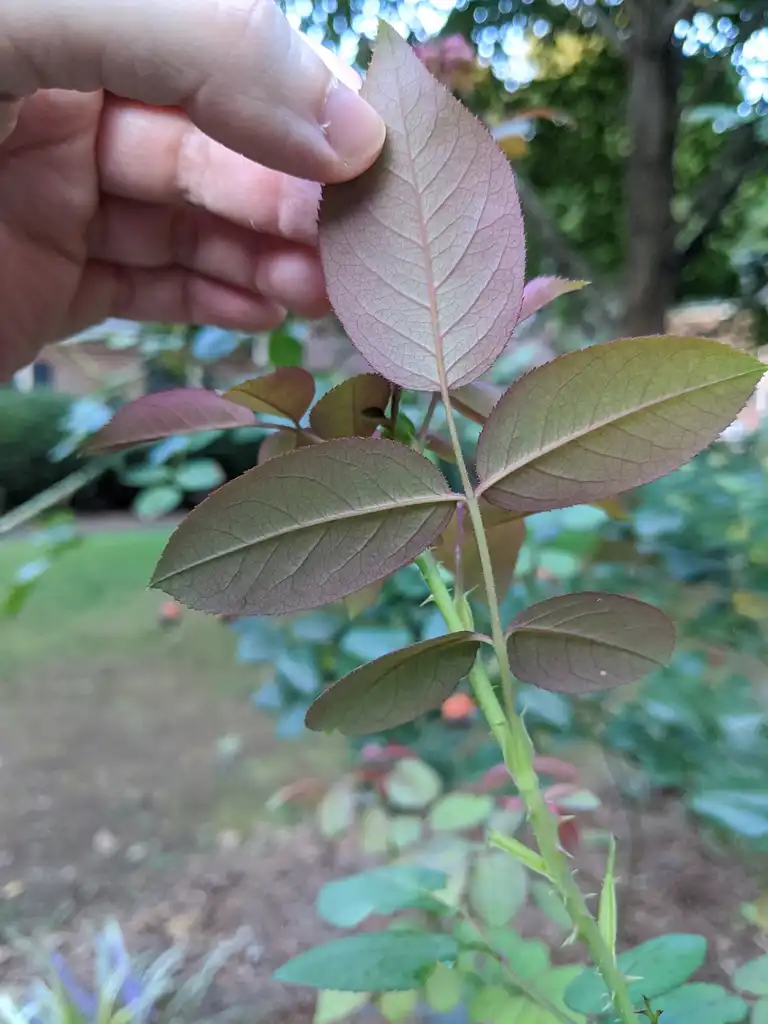 Фото Rosa - 'Tess of the d'Urbervilles' Under leaf (Cabarrus County, NC):Hope Duckworth