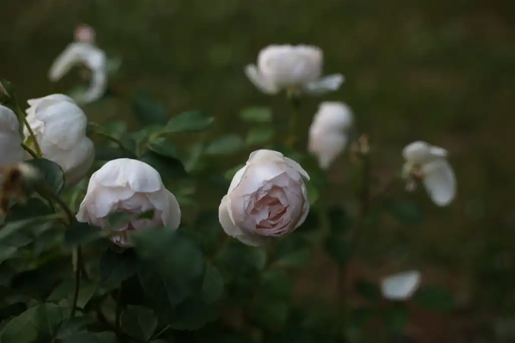 Фото Rosa - ‘Desdemona’ Flowers (Cabarrus County, NC):Hope Duckworth