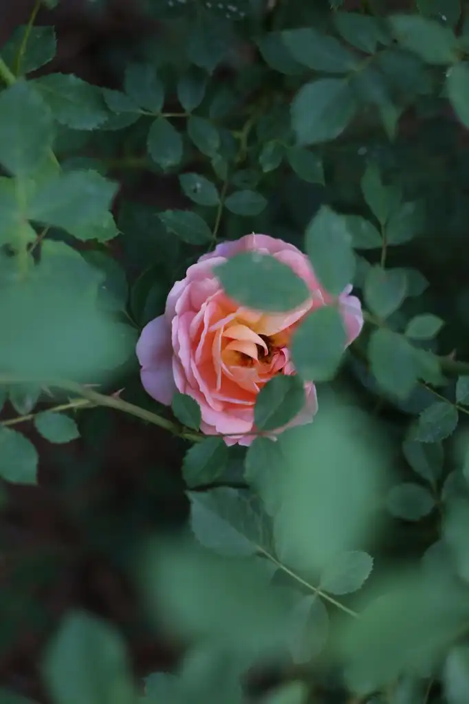 Фото Rosa - 'Lady of Shalott' Full bloom (Cabarrus County, NC):Hope Duckworth