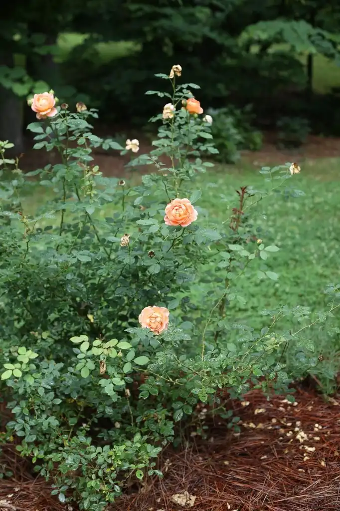 Фото Rosa - 'Lady of Shalott' Full Form (Cabarrus County,NC):Hope Duckworth
