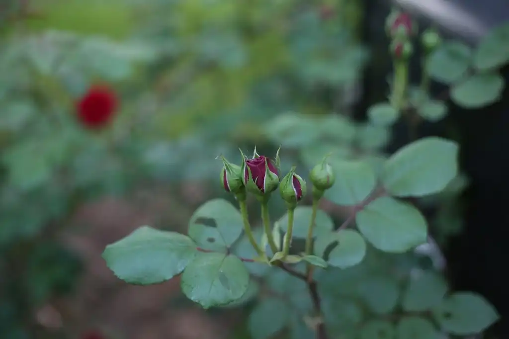 Фото Rosa - 'Tess of the d'Urbervilles' Buds (Cabarrus County,NC):Hope Duckworth