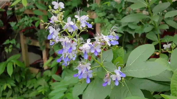 Photo of Rotheca myricoides 'Ugandense' (Rotheca myricoides 'Ugandense's)