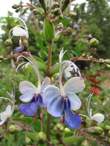 Photo of Rotheca myricoides 'Ugandense' (Rotheca myricoides 'Ugandense's)