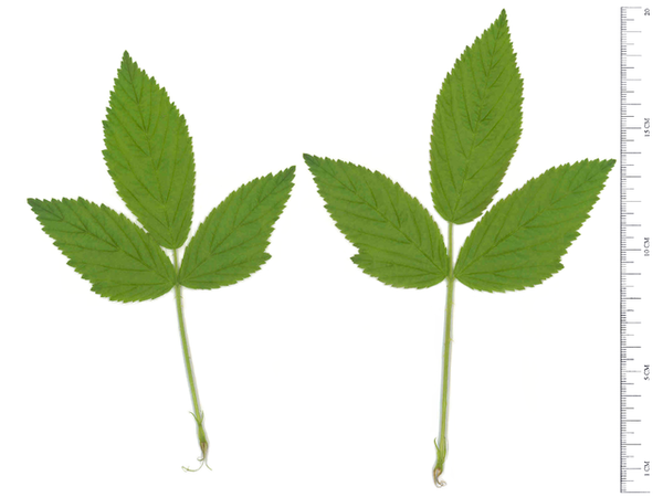 Photo of Rubus allegheniensis (Rubus allegheniensiss)