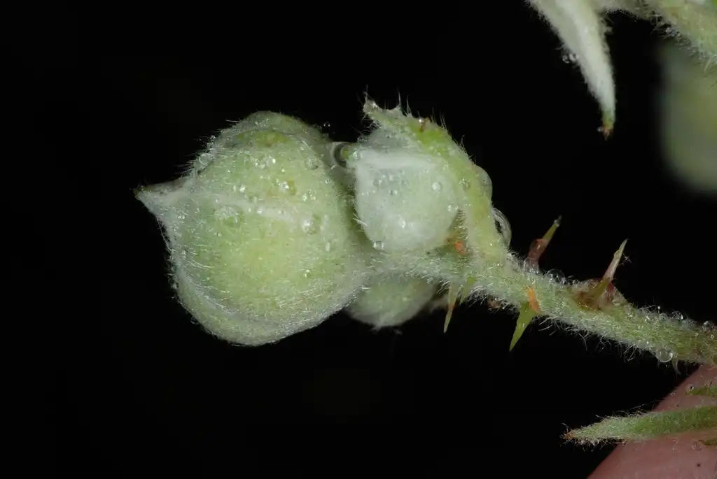Photo of Rubus bifrons (Rubus bifronss)