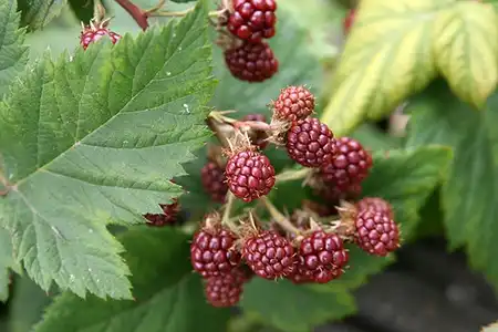 Photo of Rubus canadensis (Rubus canadensiss)