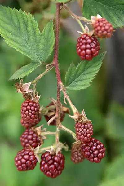 Photo of Rubus canadensis (Rubus canadensiss)