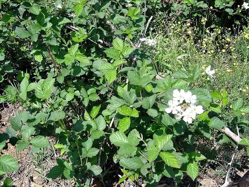 Фото Rubus cuneifolius (Rubus cuneifoliuss)