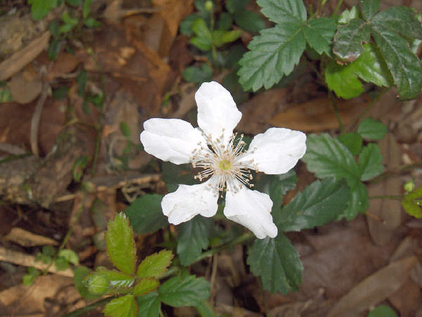 Фото Rubus cuneifolius (Rubus cuneifoliuss)
