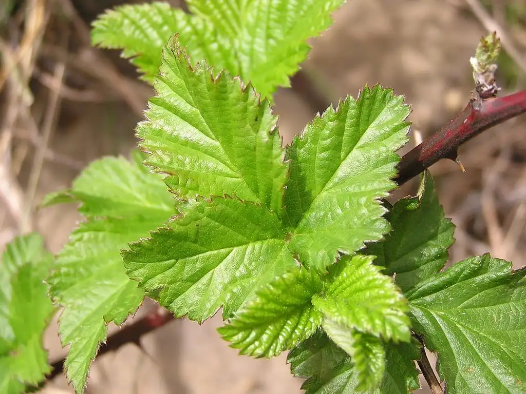 Фото Rubus cuneifolius - Leaves:Charl Strydom