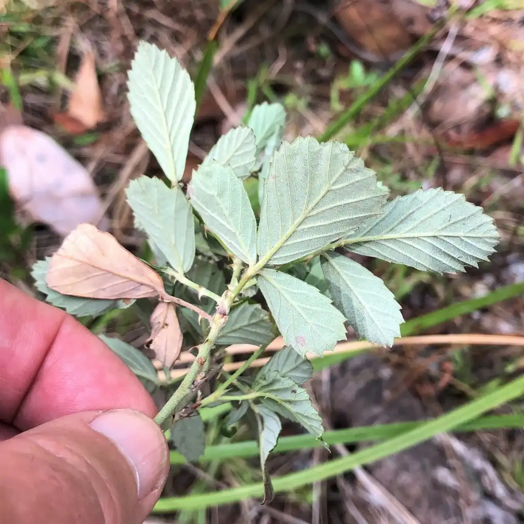 Фото Rubus cuneifolius - Underside of leaf:Eric M Powell