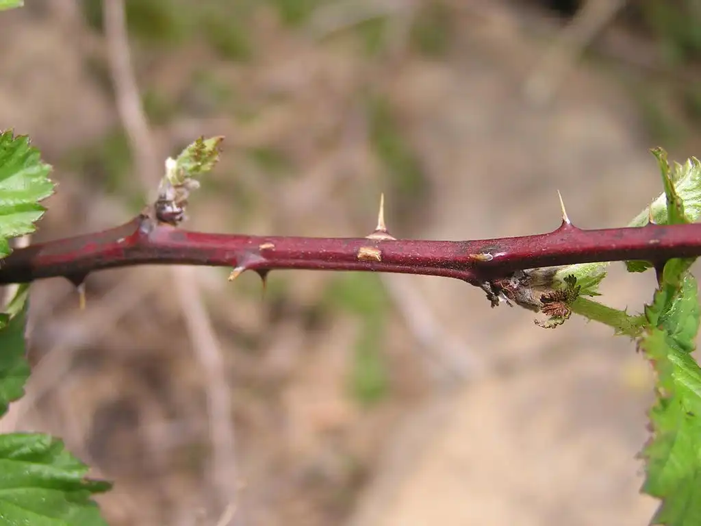 Фото Rubus cuneifolius - Stem with thorns:Charl Strydom