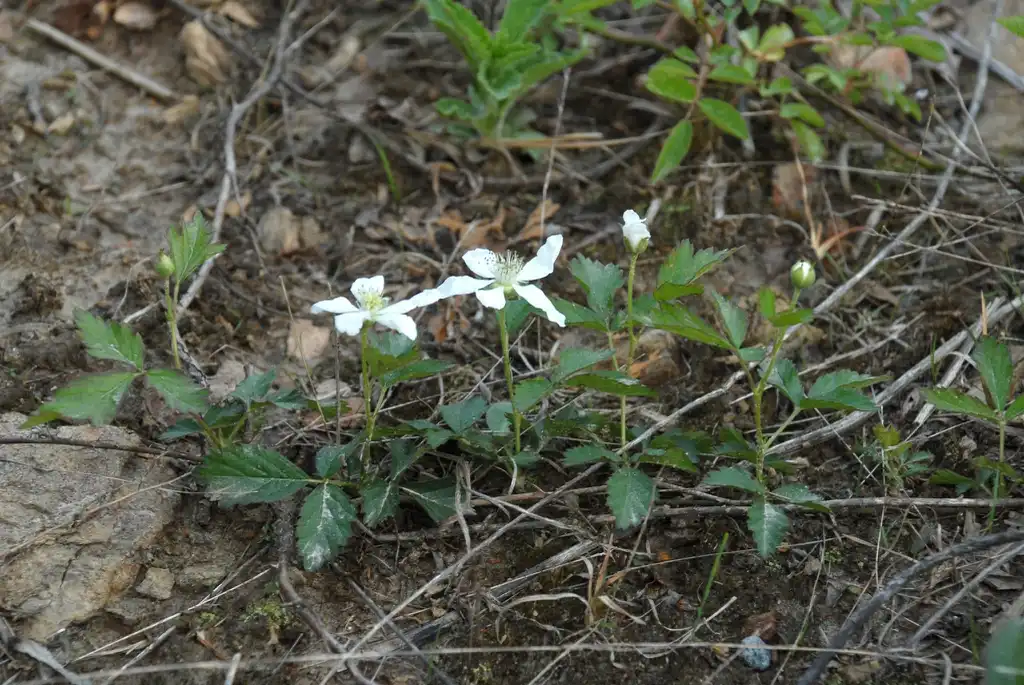 Foto de Rubus flagellaris (Rubus flagellariss)