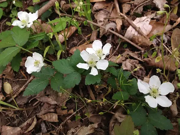 Foto de Rubus flagellaris (Rubus flagellariss)