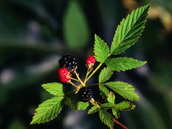 Foto de Rubus flagellaris - Fruit:James H. Miller & Ted Bodner, Southern Weed Science Society, Bugwood.org