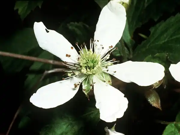 Foto de Rubus flagellaris - Flower: