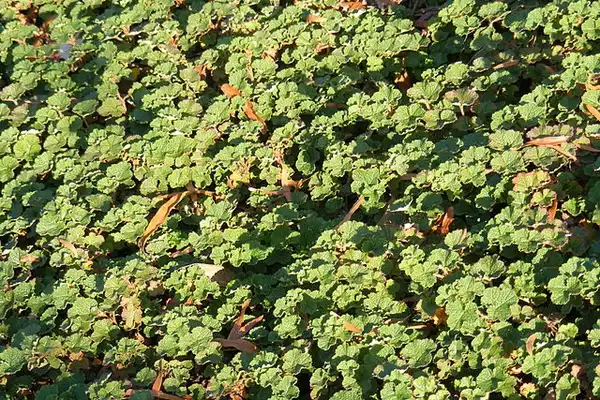 Foto de Rubus hayata-koidzumii (Rubus hayata-koidzumiis)