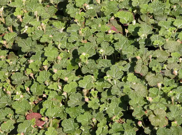 Foto de Rubus hayata-koidzumii (Rubus hayata-koidzumiis)