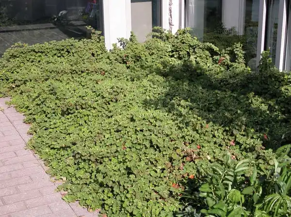 Foto de Rubus hayata-koidzumii - Rubus hayata-koidzumii 'Emerald Carpet':J.C. Raultson Arboretum