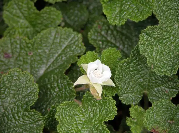 Foto de Rubus hayata-koidzumii - Rubus hayata-koidzumii 'Emerald Carpet' flower:J.C. Raultson Arboretum