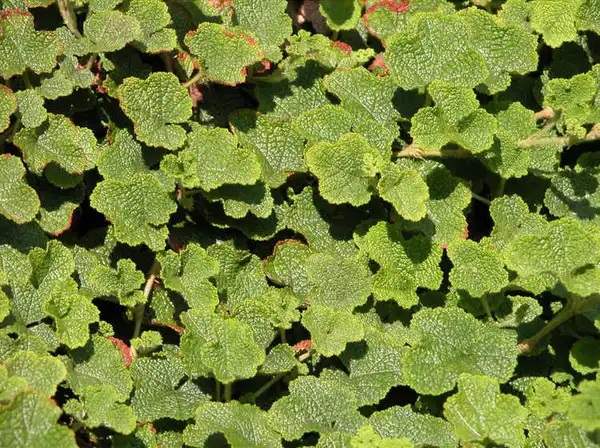 Foto de Rubus hayata-koidzumii - Rubus hayata-koidzumii 'Emerald Carpet' leaf close up:J.C. Raultson Arboretum