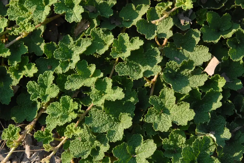 Foto de Rubus hayata-koidzumii - Leaves:Jim Robbins