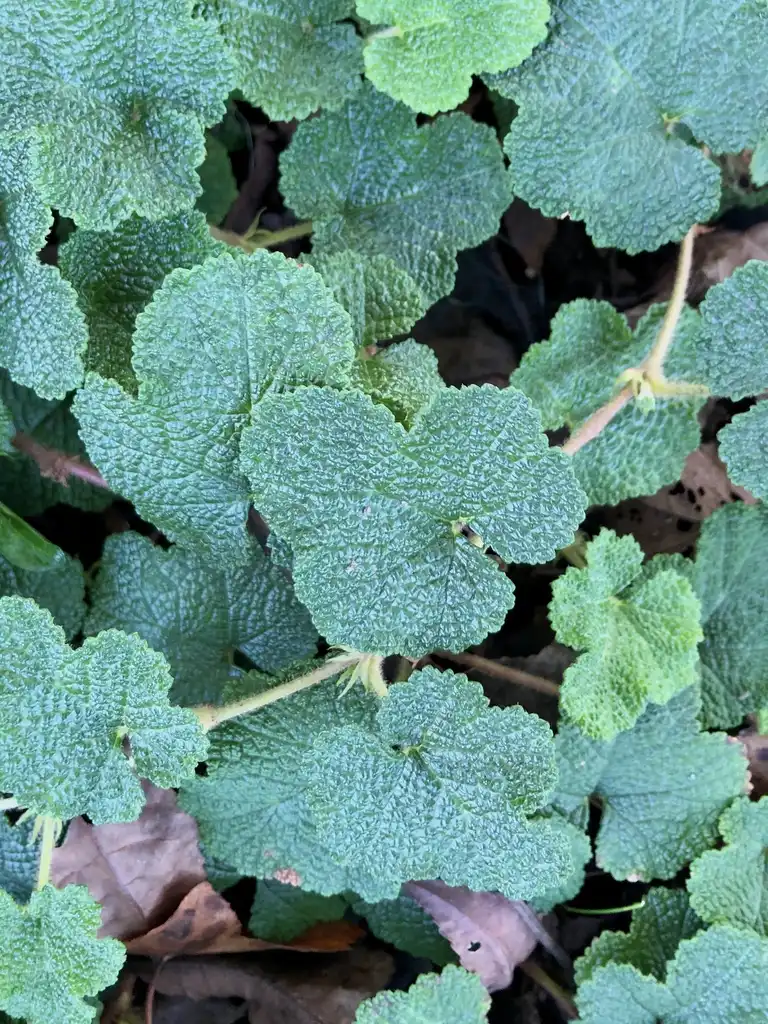 Foto de Rubus hayata-koidzumii - Leaves Close-Up (Wake County,NC):Cathy Dewitt